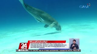 KuyaKimAnoNa Sea cow o dugong idineklarang “functionally extinct” o di na makikita  24 Oras [upl. by Kaja]