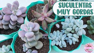 SUCULENTAS PACHYPHYTUM Todo sobre ellas riego sol o sombra trasplantar │Candy Bu [upl. by Ardelle]