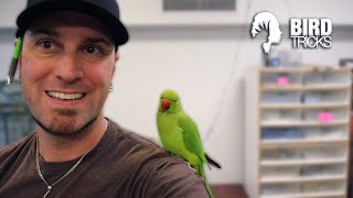 FLIGHTY INDIAN RINGNECK Training Tips [upl. by Parsons]