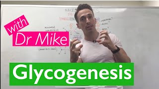 Glycogenesis amp Glycogenolysis [upl. by Cottrell]