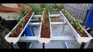 DIY automated hydroponic system at home [upl. by Natalee]