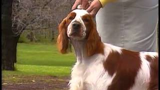 Welsh Springer Spaniel  AKC Dog Breed Series [upl. by Papotto]