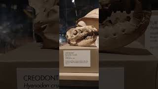 Hyaenodon skull at the Houston Museum of Science at Sugarland pt 1 [upl. by Akilam]