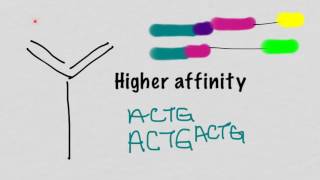 Somatic Hypermutation And Affinity Maturation [upl. by Letsirk]