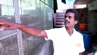 BV380 മുട്ട കോഴി വളർത്തൽ ലാഭകരമാണോ BV380 hen farming [upl. by Neva]