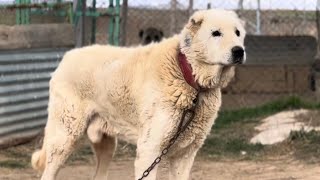 YARI KANGAL YARI AKBAŞ  AKGAL SİVASTAKİ BEYAZ ÇOBAN KÖPEKLERİ [upl. by Ekud]