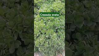 Datos sobre la crassula ovata plants plantascrasas suculentas succulents jardin [upl. by Rednazxela]