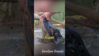 How Alligator stay Alive in Frozen Lake alligator reptiles shorts [upl. by Siduhey237]