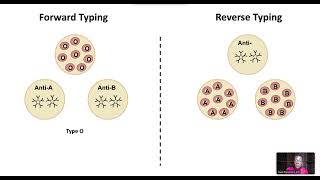 PreTransfusion Testing Type Screen and Crossmatch [upl. by Rickie]