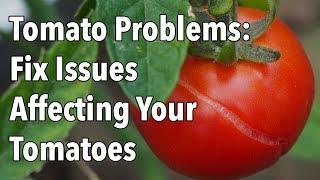 Tomato Problems Fix Issues Affecting Your Tomatoes [upl. by Erline]