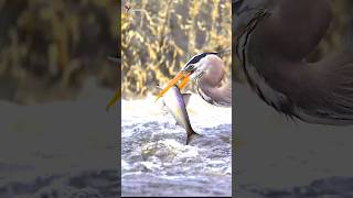 Herons hunt fish heron nature shorts [upl. by Aihsital]