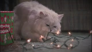 National Lampoons Christmas Vacation  Fried Pussy Cat [upl. by Amapuna]