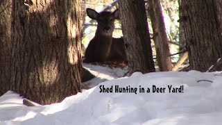 I found a Coyote Kill while shed hunting [upl. by Enilaf355]