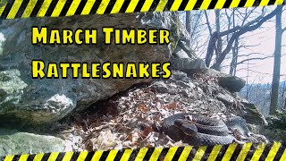 MARCH TIMBER RATTLESNAKES [upl. by Cordle618]