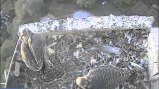 Hawk and Owl Trust Urban Peregrines Project Norwich Cathedral [upl. by Cissy]