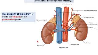 Anatomy of the Kidneys  Dr Ahmed Farid [upl. by Latrena154]