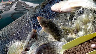 Why its good for a commercial fish farmer to import fish food instead of processing it by yourself [upl. by Grannia569]