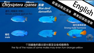 Advance Marine Aquarium EP21 Creatures section Damselfish [upl. by Ahsilam]