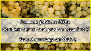 🍇Vignes 🍇 au jardin potager en permaculture  Novembre récolte abondante de raisin  Méthode [upl. by Adym57]