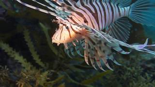 ミノカサゴの捕食 quot PREYING－Luna lionfish quot [upl. by Tombaugh]