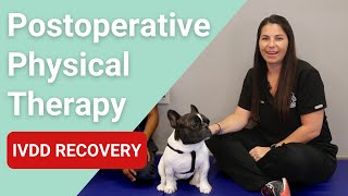 Postoperative Physical Therapy for dogs  IVDD Recovery [upl. by Niknar]