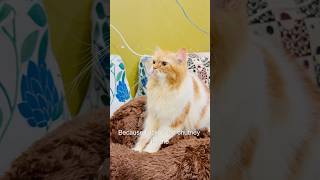 Billu ne kiya case solve😳😱catcomedy comedy billucat sajidcat cat catlover catworld [upl. by Haerdna]