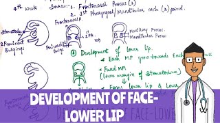 Development of Face Lower Lip [upl. by Oiretule]