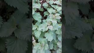 Foraging for Stinging Nettles [upl. by Dorita]