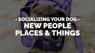 How to Socialize Your Dog to New People Places or Things with Michael Ellis [upl. by Lombardy]