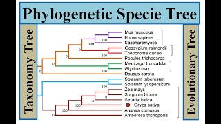 Phylogenetic Specie Tree genomewidestudy [upl. by Walkling]