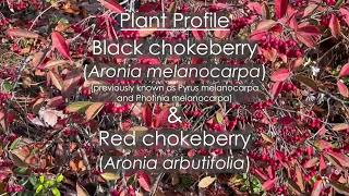 Aronia Chokeberry Plant Profile [upl. by Barolet]