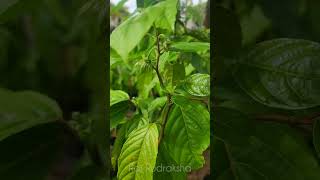 Bunga Kenanga  Ylang Ylang flower tamil tourismmalaysia nature [upl. by Dempsey]