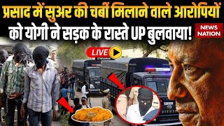 Animal Fat In Tirupati Laddu प्रसाद में चर्बी मिलाने वाले आरोपियों को योगी ने UP बुलवाया [upl. by Michelle842]