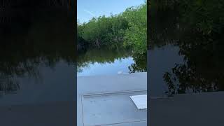 Airboat Ride everglades gators florida wildlife boating airboat tourism outdoors fishing [upl. by Lilith]