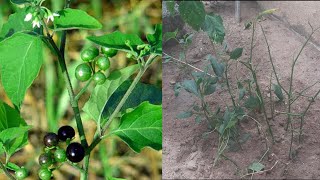 How to grow Solanum Nigrum Manathakkali plant  Black nightshade Spinach [upl. by Dowdell]