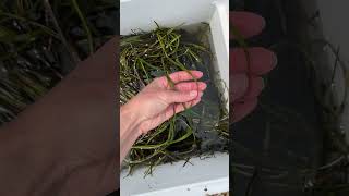 Collecting eelgrass for restoration [upl. by Magdaia]