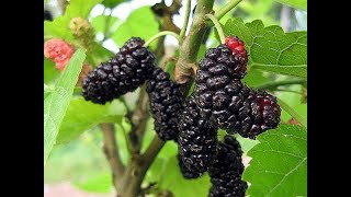 Illinois Everbearing Mulberry Fruit Review [upl. by Gavra]