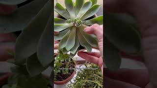 The results of chopping your etiolated succulent plantcare plantlovers succulent [upl. by Enyamrahs]