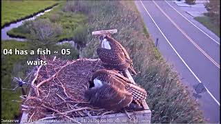 Barnegat Light Osprey Cam  Dad Gets No Respect wth slow motion amp Zoom Aug 26 2020 [upl. by Milson]