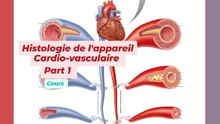 HISTOLOGIE DE LAPPAREIL CARDIO VASCULAIRE Part 1 [upl. by Atnim]