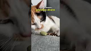 Calico Tortie o Torbie 🧡🤍🖤 cat gatti gatto perte catlover pets animali animals funny [upl. by Artenahs]