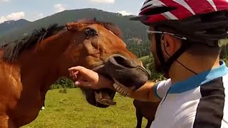 Top 5 Crazy Horses  JukinVideo Top Five [upl. by Hgeilyak]