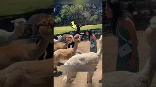 Why Alpacas Spit On People By Wild Adventures [upl. by Ingmar331]