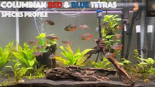 Colombian Blue and Red Tetras Species Profile [upl. by Melbourne]