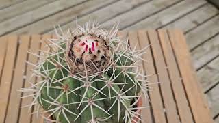 Melocactus curvispinus August 2024 [upl. by Suzie]