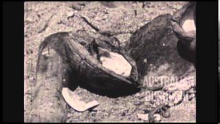 Australian WWII Survival Training Film  quotLiving Off The Landquot 1944 [upl. by Mullane819]