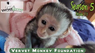 Baby orphan monkey survives shooting baby orphan rescued from Polokwane integrations begin [upl. by Errot767]