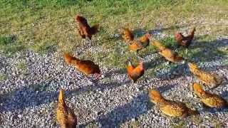 Chickens Golden Sebright Bantams in Kentucky [upl. by Lou389]