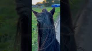 Ngl his mane is driving me CRAZYY horse horseenthusiast horsefan myhorse horsecommunity addict [upl. by Uahc]