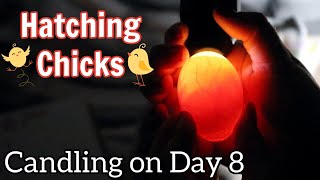 How To Candle Chicken Eggs  Day 8 of Incubation  Hatching Step By Step  Hals Hatchlings Series [upl. by Orgalim]